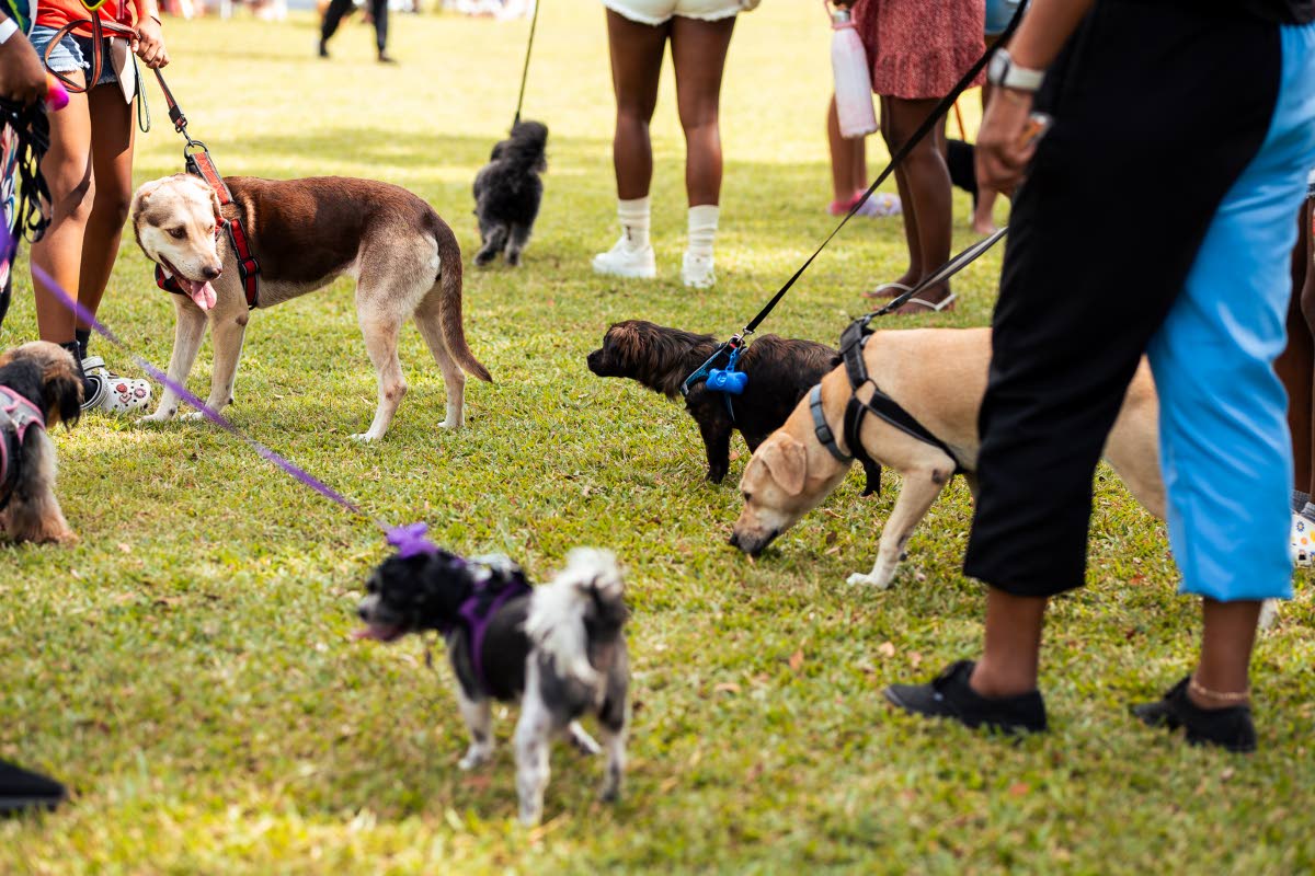Among the offerings to expect this Yappy Hour includes games, a costume contest, and a dog park pop-up hosted by True Pet Foods.