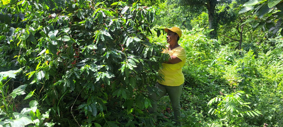 Portland coffee farmer Dian Ellis