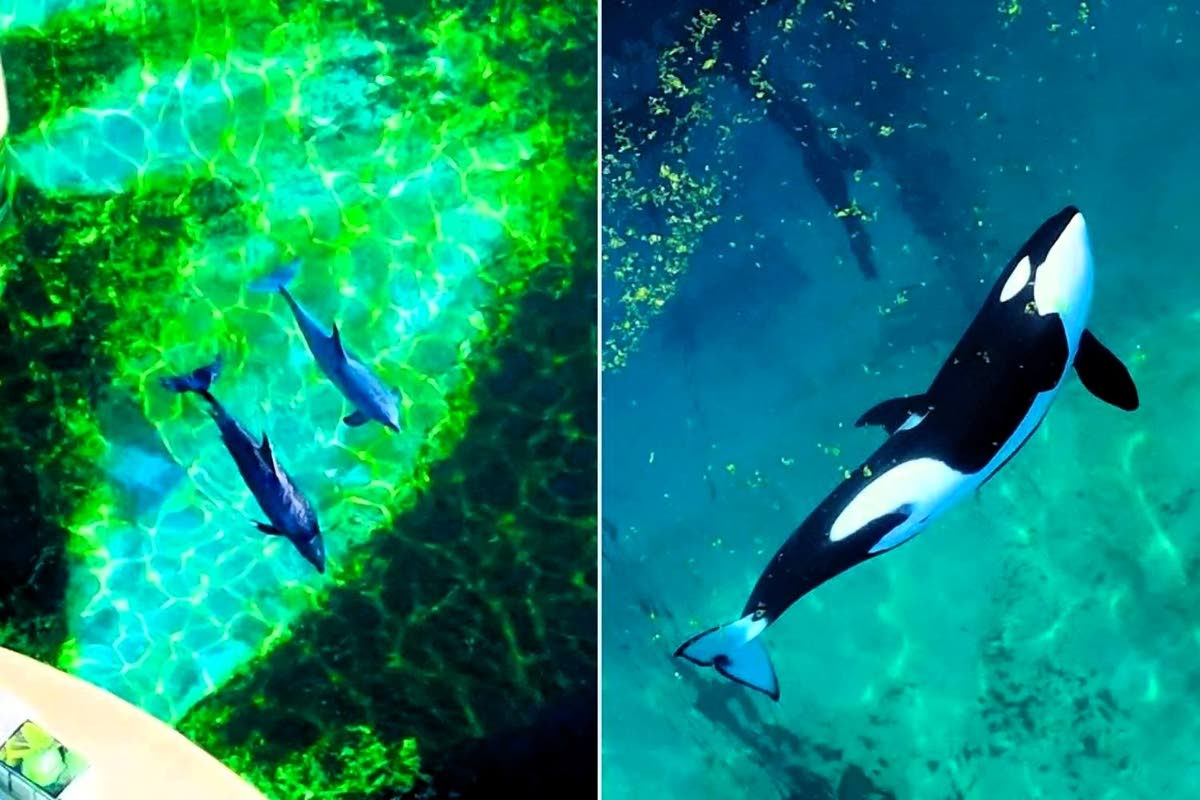 Wikie and Keijo, mother and son killer whales, at the closed theme park Marineland Antibes, France.