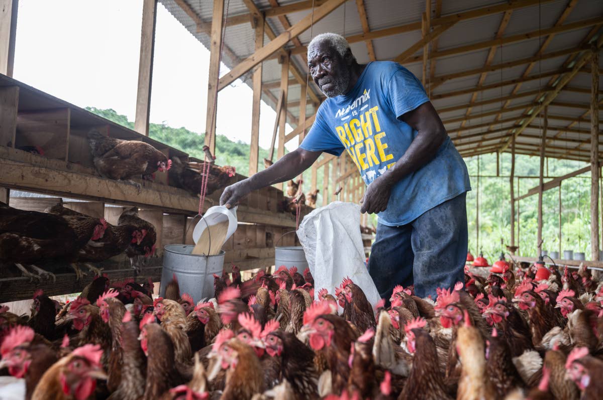 Buzar Bucknall takes a sack of chicken feed to tend to the chickens in one of three henhouses at the Golden Egg Farm in St Mary yesterday.