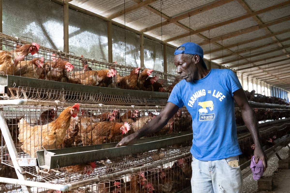 Edward Roy said he intends to ‘ride out’ the storm with the birds, just as he did during Hurricane Beryl.