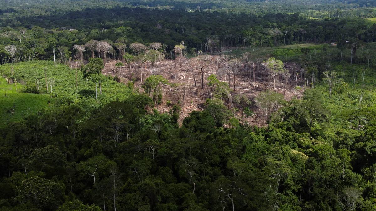 Trees lie in an area of recent deforestation identified by agents of the Chico Mendes Institute in the Chico Mendes Extractive Reserve, Acre state, Brazil.