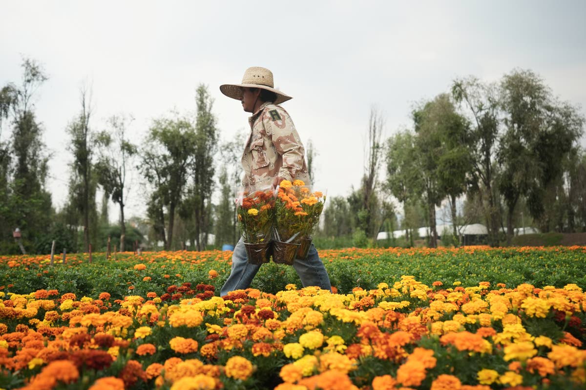 Farmer Jesus Cuaxospa works on his farm where he grows cempasúchil flowers in San Luis Tlaxialtemalco.