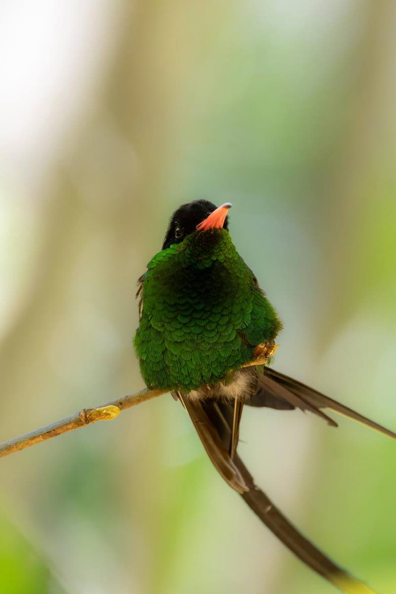 Hummingbird