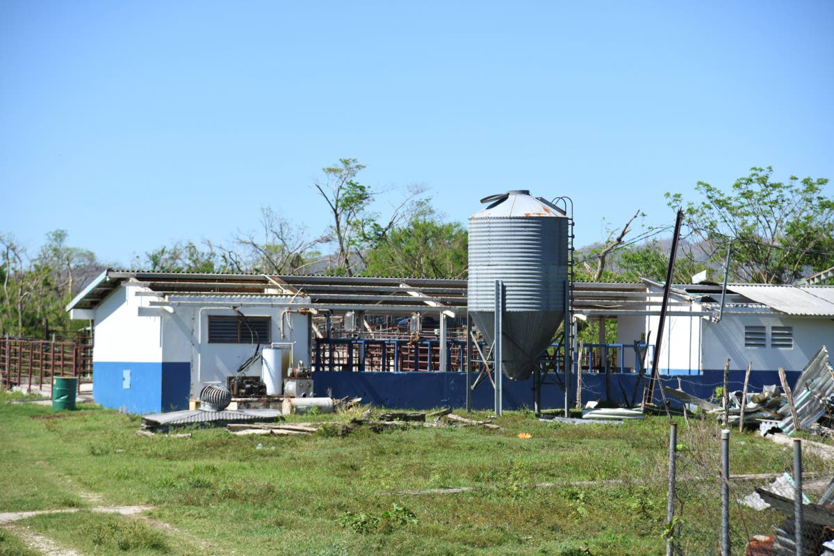 
Damage sustained by Sydney Pagon STEM Academy’s agricultural farm during the passage of Hurricane Melissa in Elim district, St Elizabeth.