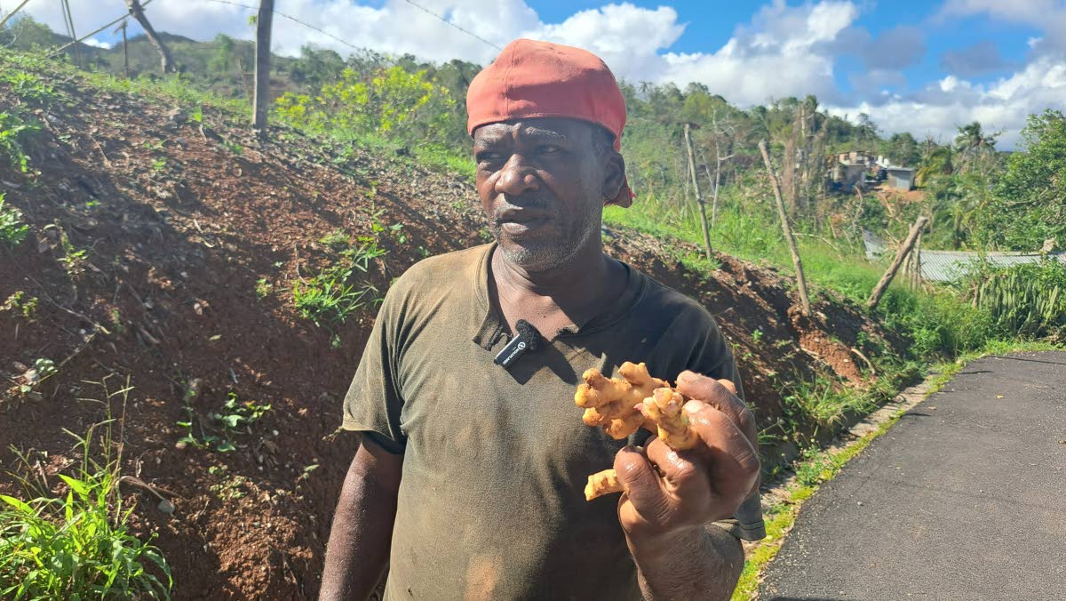 Solomon Crossman showing off ginger that he was able to reap from his farm after the hurricane.