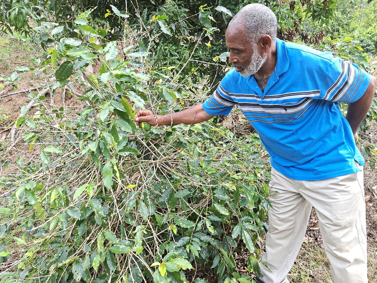 Donald Berry, coffee farmer in Spring Hill, Portland, checks for disease on coffee beans on his farm.
