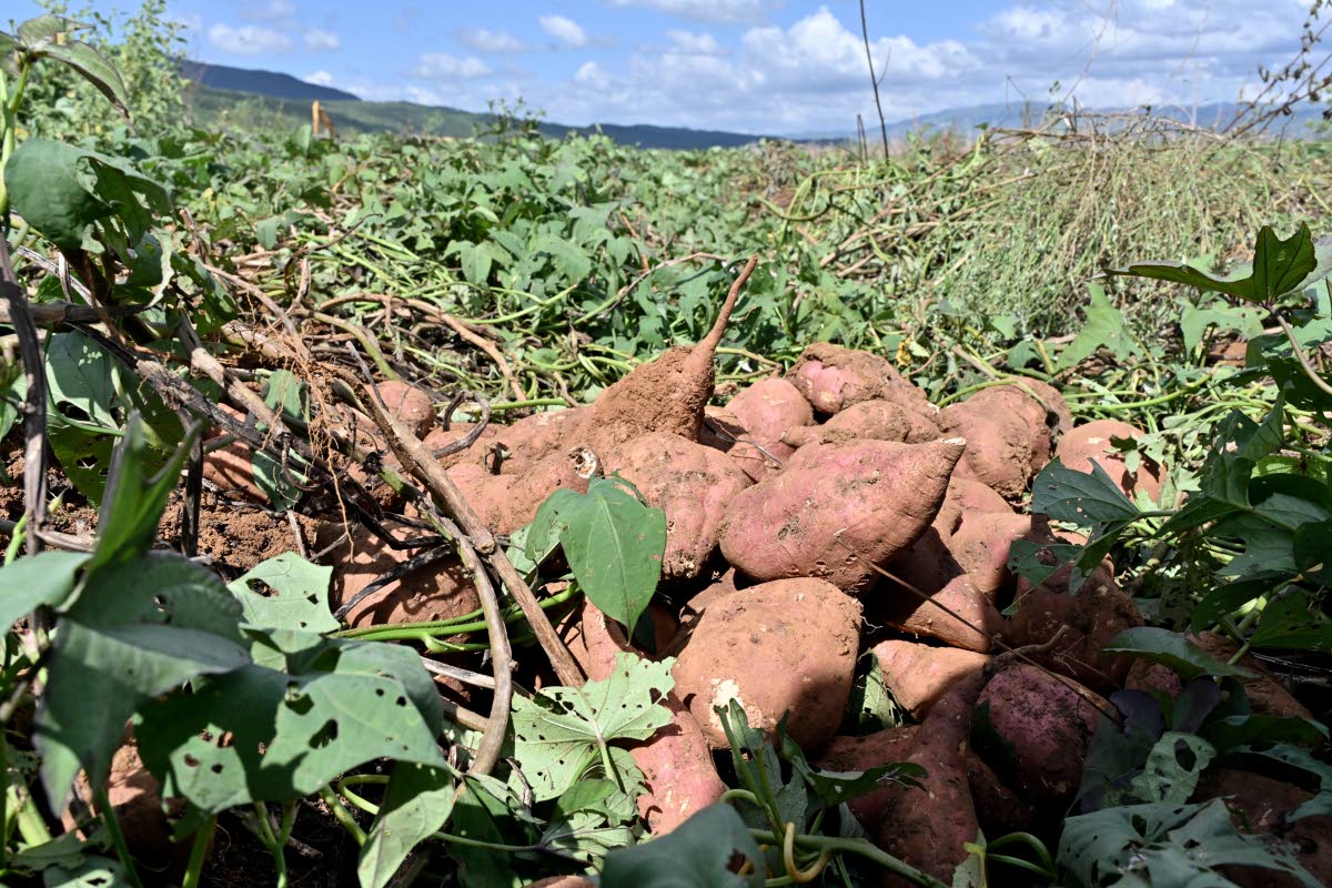 Sweet potato on a farm in Spring Plains, Clarendon.