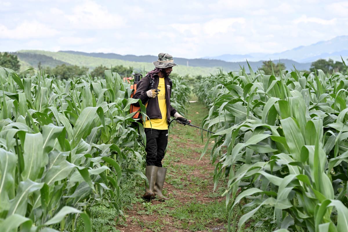
Ricardo Johnson spraying a crop of sweetcorn on ESL Farm in Spring Plains, Clarendon.
