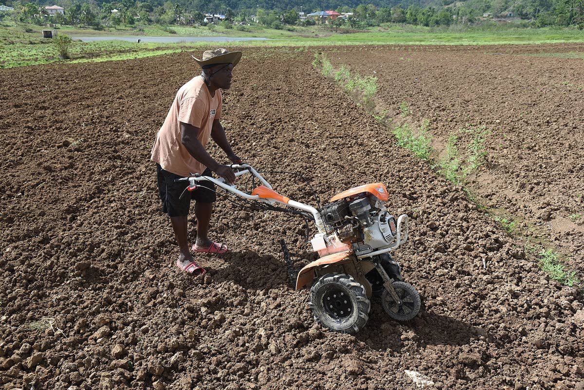 Patrick Blair said that along with green, leafy vegetables, he lost an acre and a half of dasheen and an acre of sweet potatoes, along with two greenhouses. He is now rebuilding his greenhouses and has also pivoted to other crops.