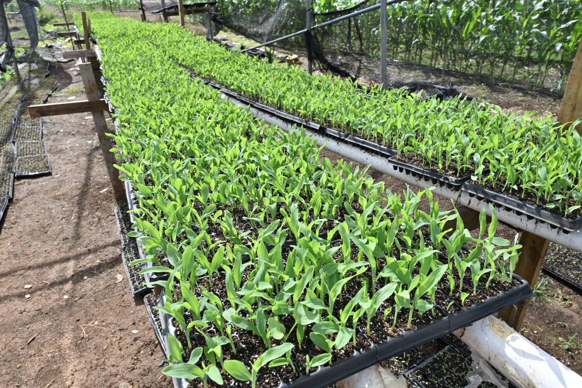 An Agro Parks sweetcorn farm in Clarendon on December 18, 2025.