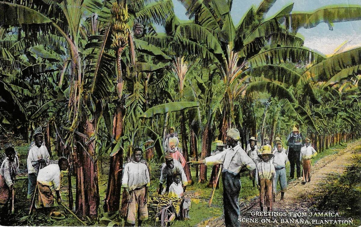 A postcard depicting a banana plantation.