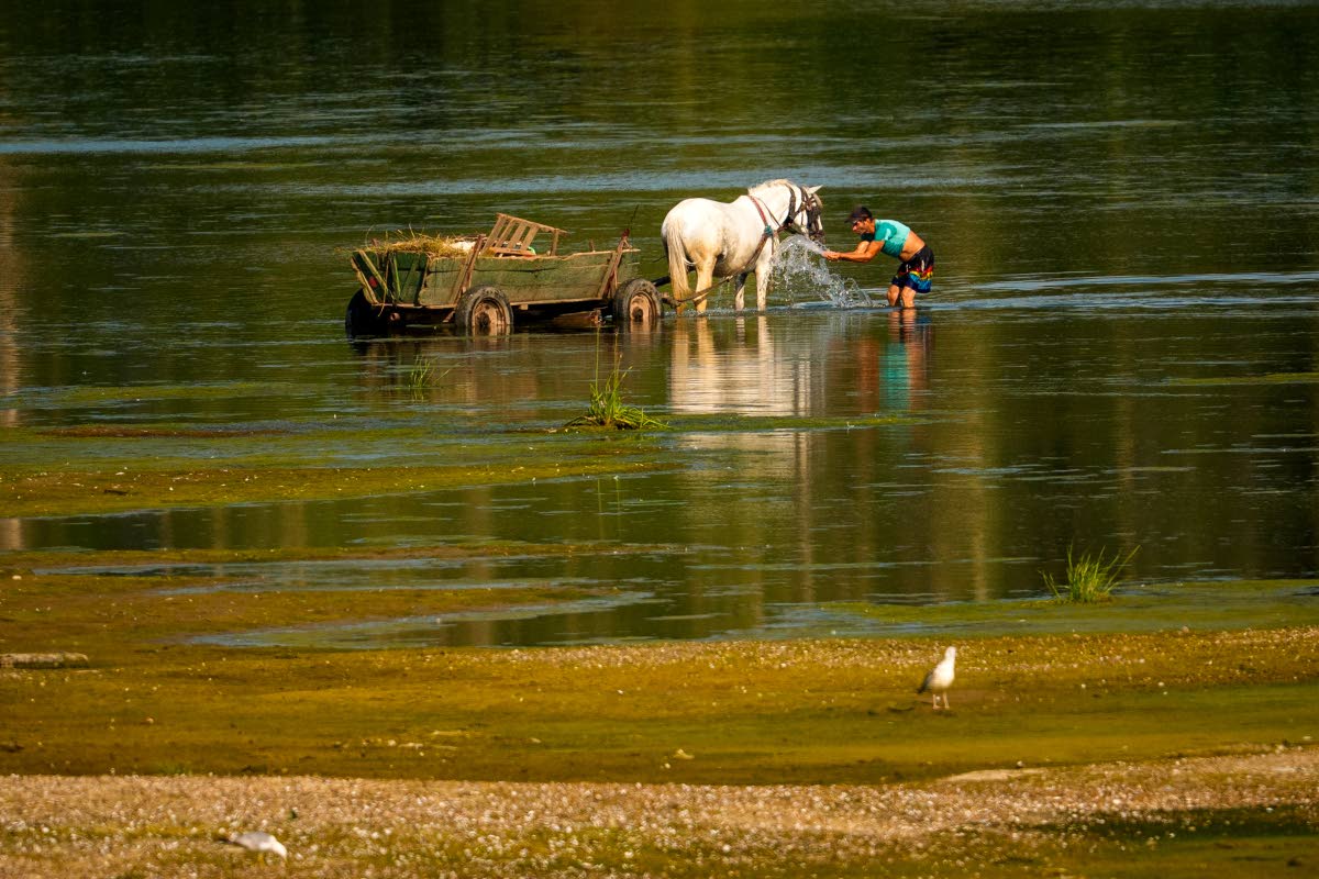 A man splashes water on a horse to cool it off next to a bank of sand on the Danube River, as usually submerged areas are exposed because of extreme low levels of the water following an extended period of drought in Roseti, Romania, July 29.