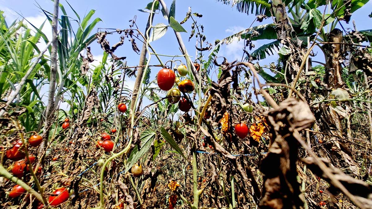 Dorreth Heman, female Farmer in Waterford, Guys Hill, tries to salvage tomatoes from her field.  She says the drought has affected her entire farm forcing her to purchase food that she normally produced.