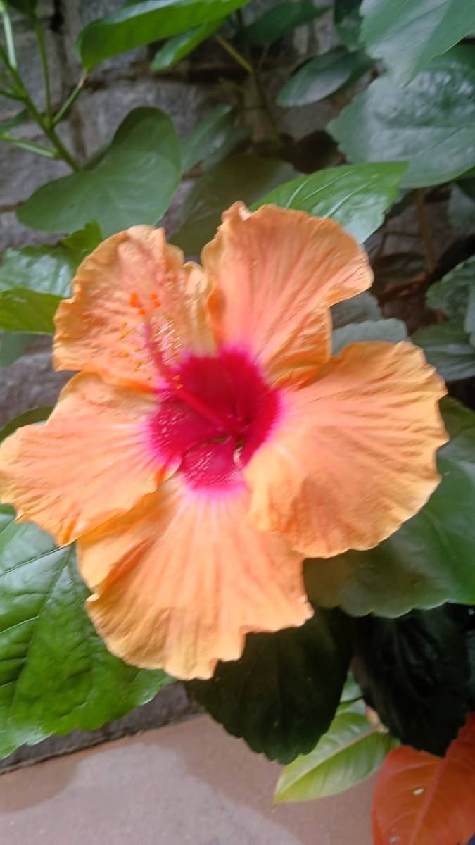 
Vibrancy of the tropics – a Hibiscus in full bloom.
