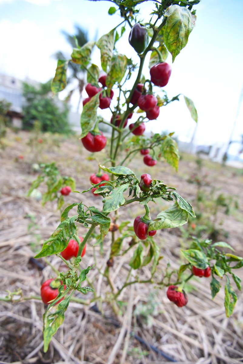 Sweet pepper blighted by drought and extreme heat on a farm in Bull Savannah, St Elizabeth.