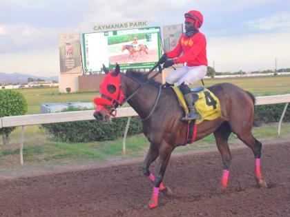 WALL STREET TRADER, ridden by Christopher Mamdeen, wins the Ash Wednesday Trophy, an Overnight Allowance Stakes at Caymanas Park on February 18.