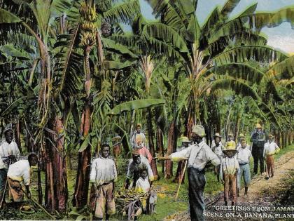 A postcard depicting a banana plantation.