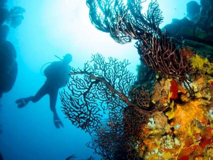Scuba diving in Saint Lucia.