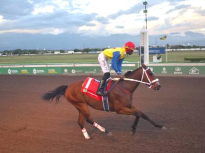 MIGHTY GULLY, ridden by Tevin Foster, cruises to victory in the Mabrouk Sprint Trophy over five furlongs straight at Caymanas Park yesterday.