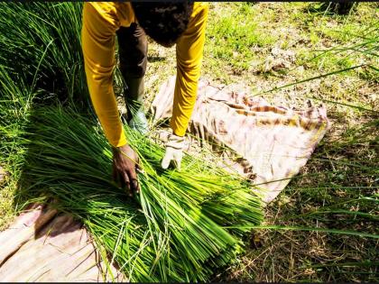 A Caribbean national collects vetiver grass. 