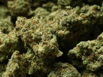Shown is marijuana at NJ Weedman's Joint dispensary in Trenton, N.J., Thursday, April 23, 2026. (AP Photo/Matt Rourke)