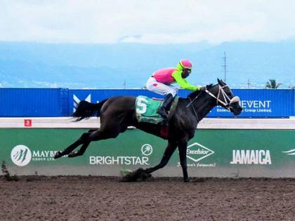SENOR BISCOTTI, ridden by  Tajay Suckoo, wins the Anybet 12th Anniversary Trophy over 6 1/2 furlongs at Caymanas Park yesterday.