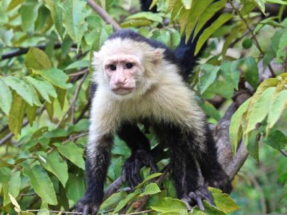 A White-faced capuchin monkey.