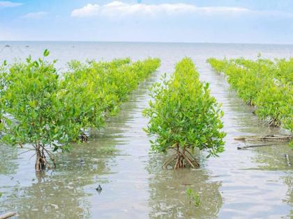 Mangrove restoration in Haiti. 