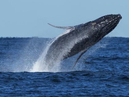 A humpback whale breaches off the coast of Port Stephens north of Sydney, Australia. 
