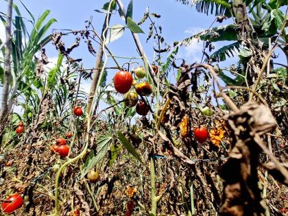 Dorreth Heman, female Farmer in Waterford, Guys Hill, tries to salvage tomatoes from her field.  She says the drought has affected her entire farm forcing her to purchase food that she normally produced.