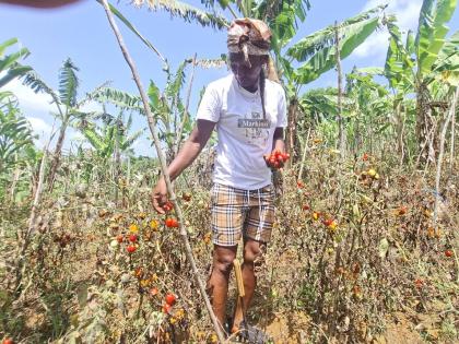Dorreth Heman, female Farmer in Waterford, Guys Hill, tries to salvage tomatoes from her field.  She says the drought has affected her entire farm forcing her to purchase food that she normally produced.