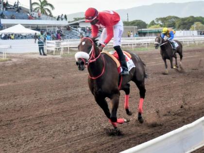 
PEPPER STEPPER, ridden by Tevin Foster, wins the Pinktober Trophy over  six and a half furlongs at Caymanas Park yesterday.