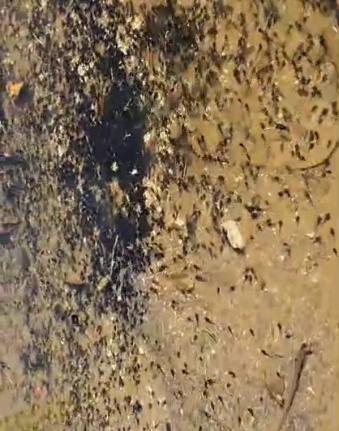 A screengrab from the video showing thousands of tadpoles swimming in the groundwater in Content, Manchester.