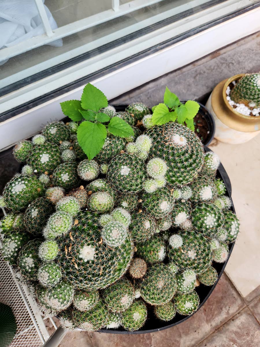 Say hello to this beautiful cluster of cacti.