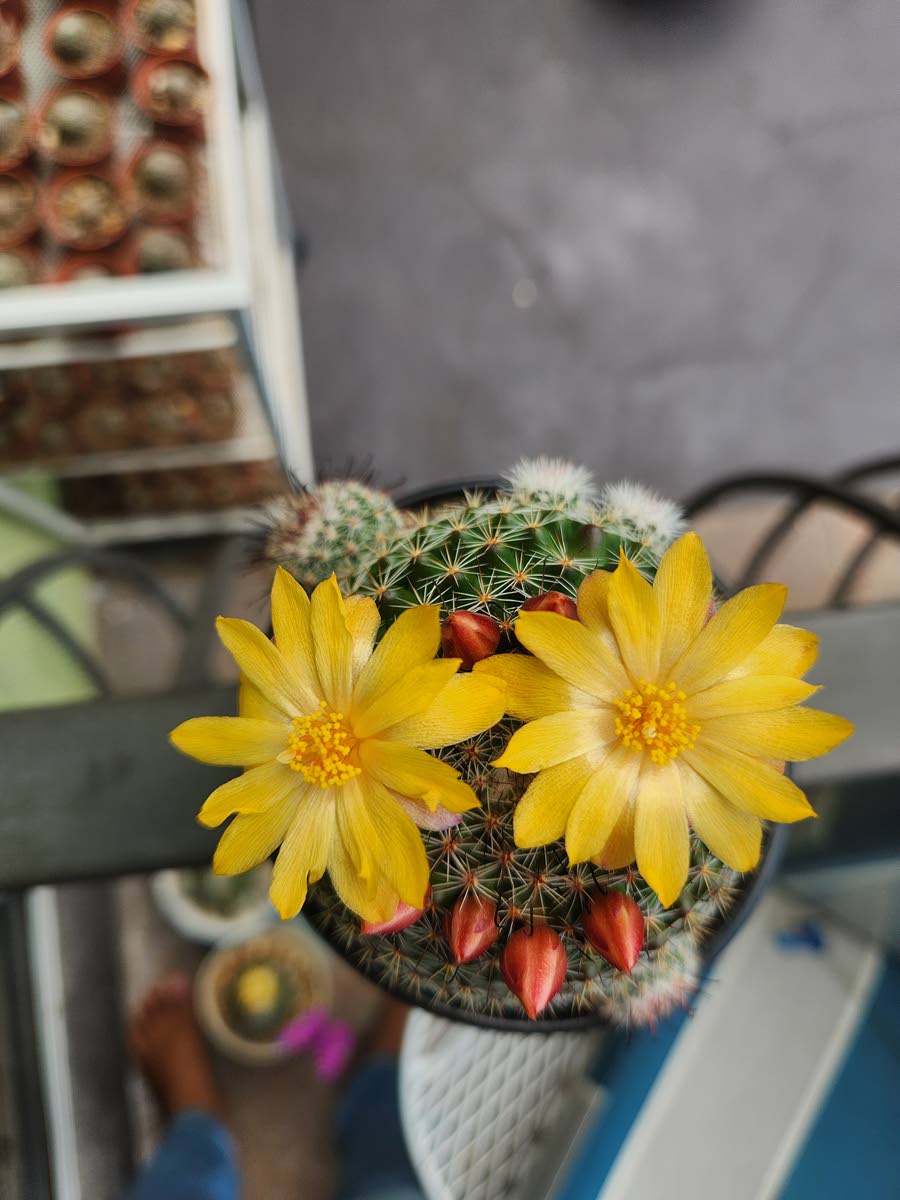 This Mammillaria beneckei, or fishhook cactus, stands out with its bright yellow flower. To keep it looking happy, make sure your plant baby gets plenty of sunlight.