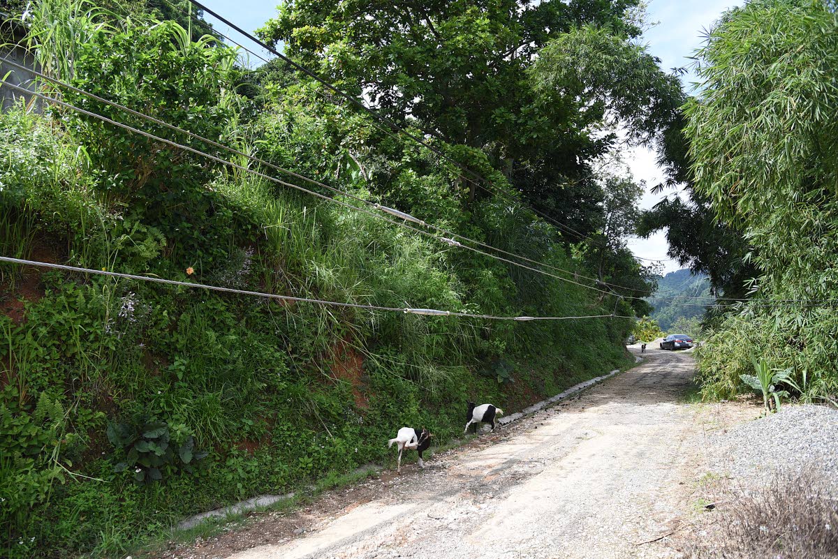 Utility wires hanging just above the roadway in McGlashen, St Andrew, have residents scared of getting electrocuted.