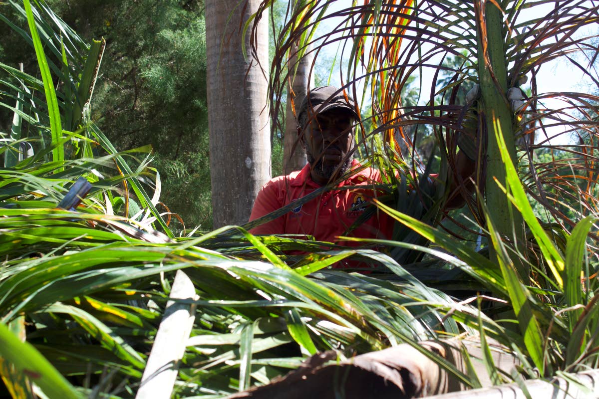 It was all hands on deck for this post-hurricane cleanup, with Euklin Davis, one of the drivers at Hope Zoo, lending a hand. 