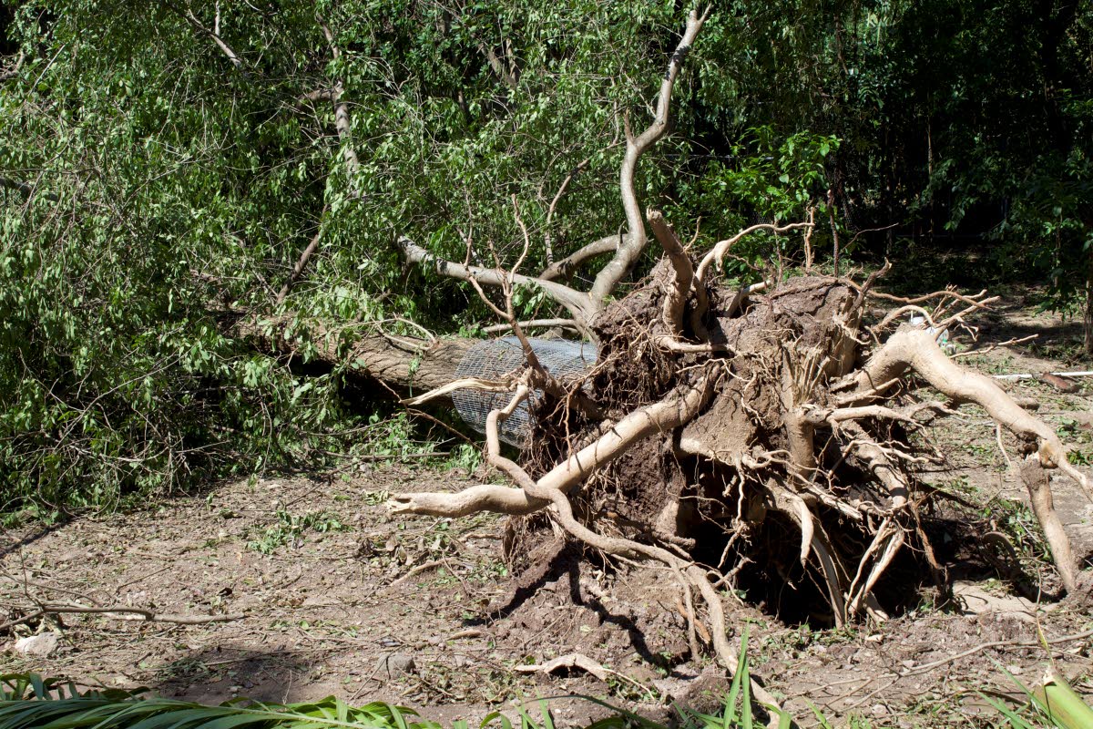 Before a tree fell in the collared peccary enclosure, damaging nearby fences, the ostriches and wild boars had already been relocated. All animals are safe and injury-free.