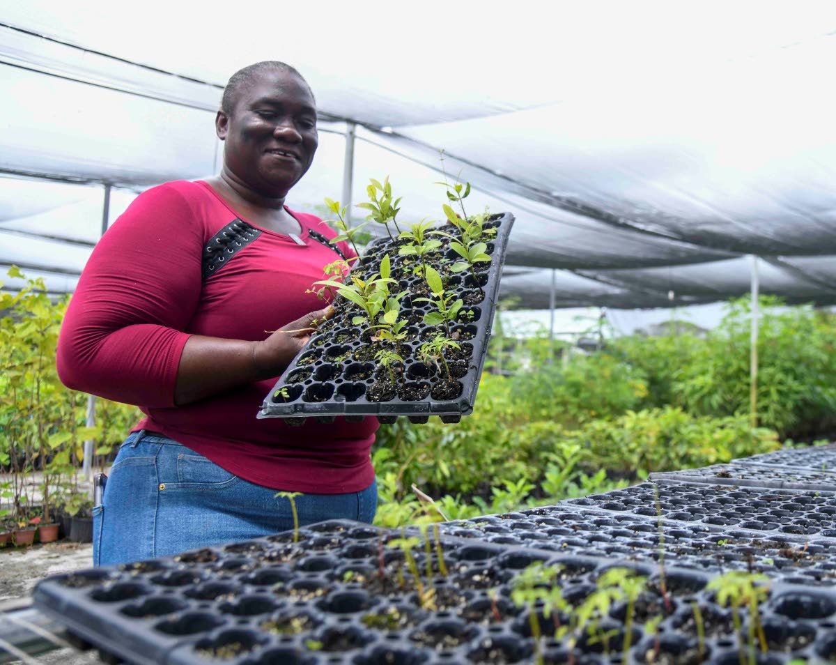 Georgia Clarke, research assistant at the Bodles Research Station, holds a seedling tray with fruit crops being grown at the facility. 