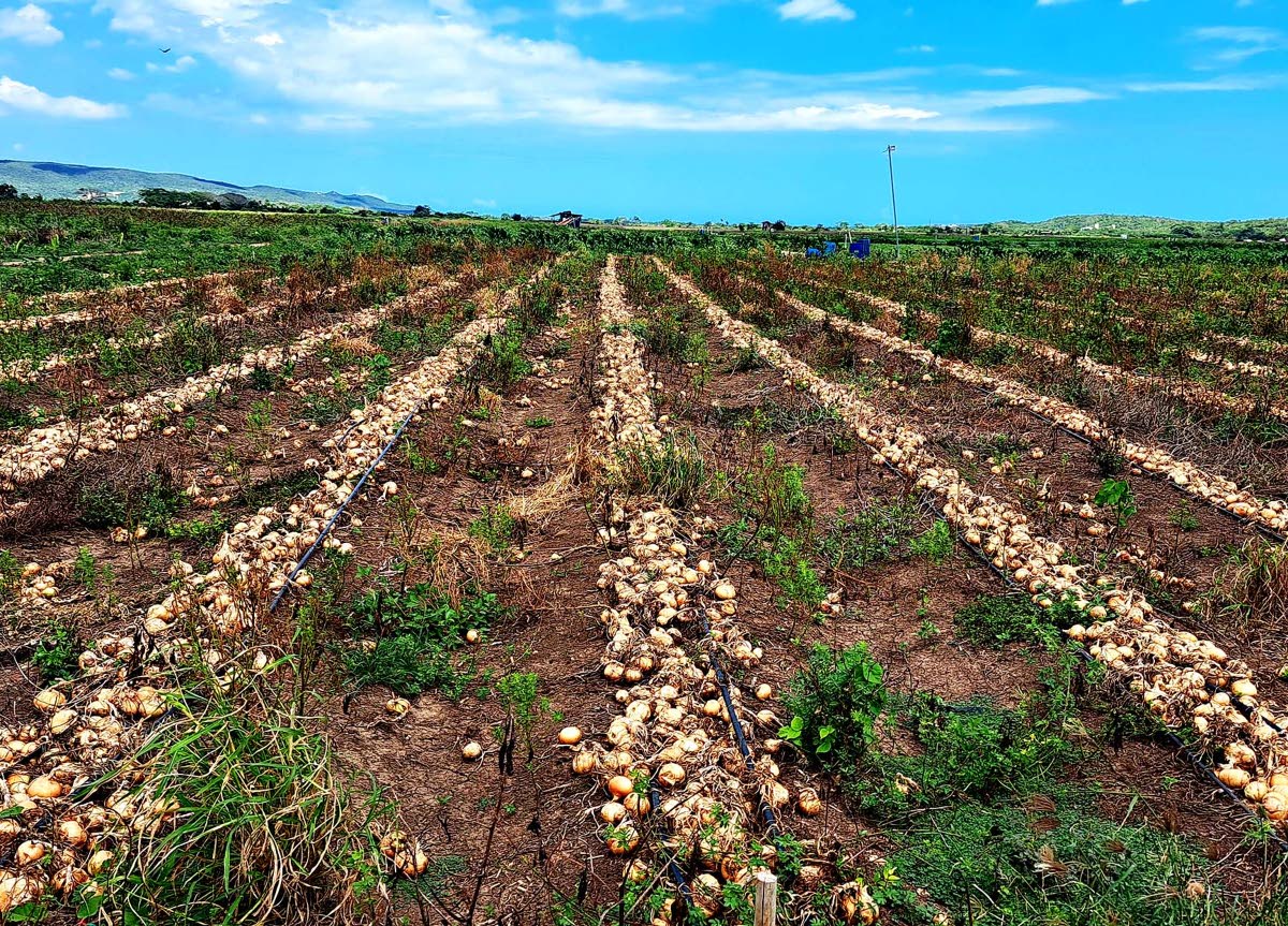 Acres of onions on Bernard Lodge farms in St Catherine await reaping.