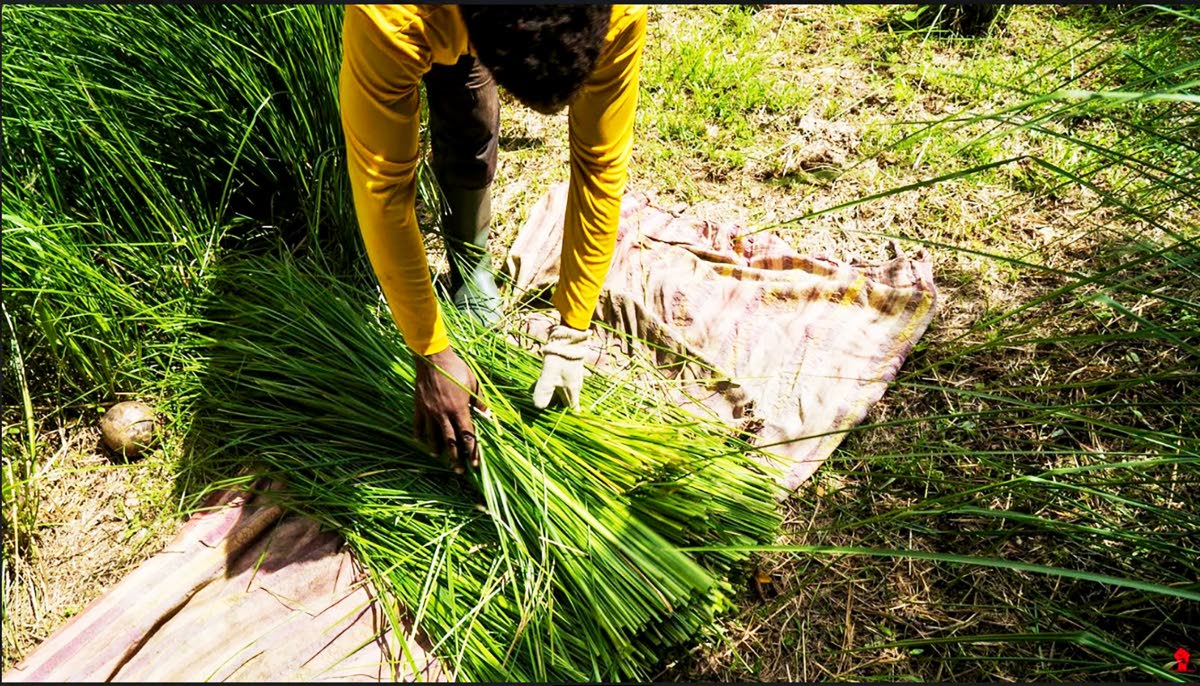A Caribbean national collects vetiver grass. 
