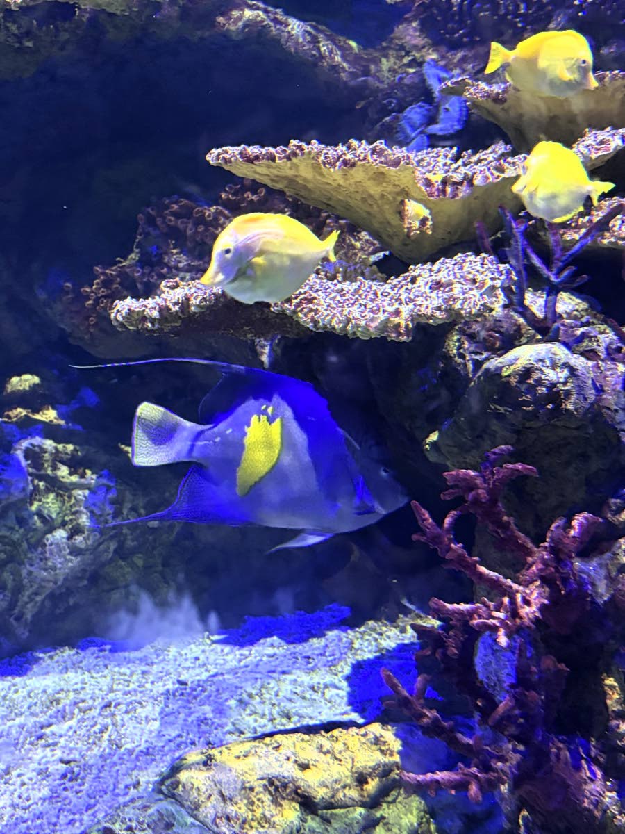 
Underwater spectacle – photo taken at SeaWorld Orlando, Florida.