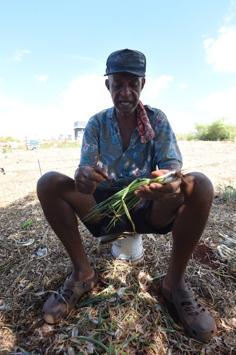 Lennox Gayle, farmer in Woodside district, Ballards Valley in St Elizabeth, prepares escallion for planting despite an ongoing drought across the island.