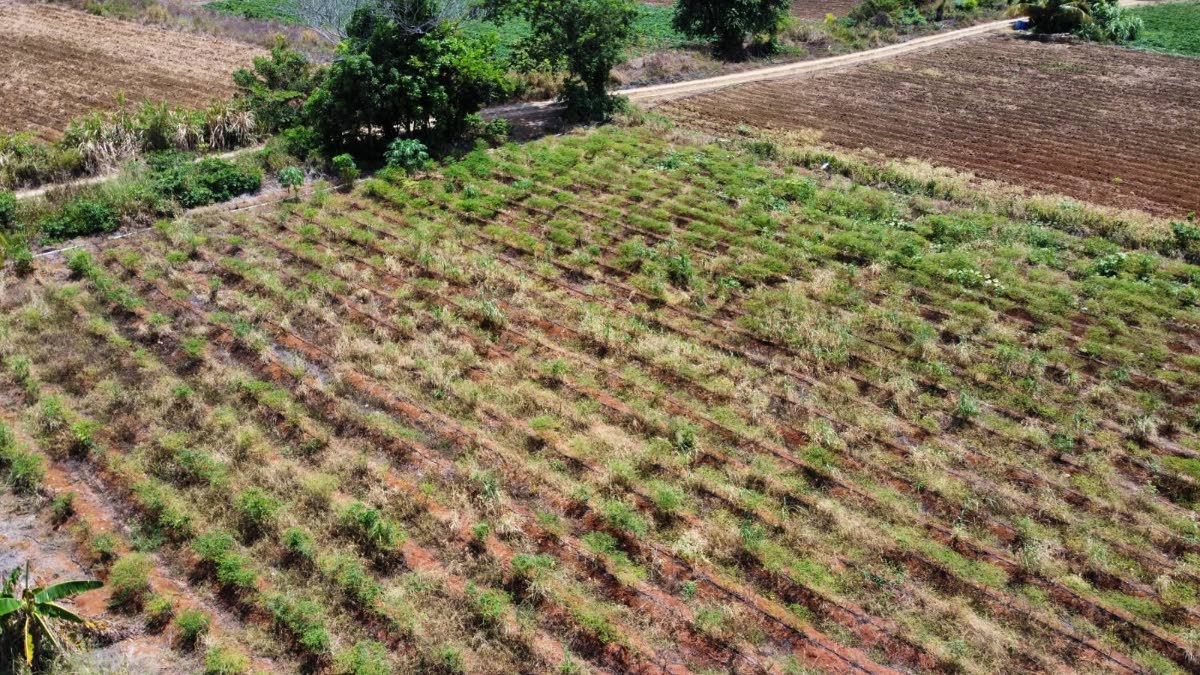 Farmlands at the Ebony Park Agro Park in Clarendon, which will benefit from an irrigation transmission force main project undertaken by the Jamaica Social Investment Fund (JSIF) at a cost of $114. 59 million. 