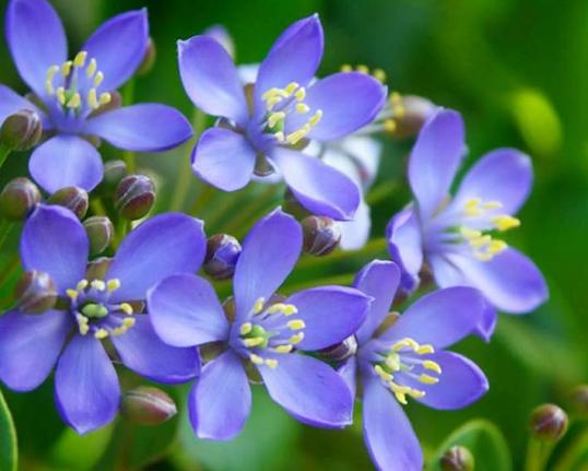 Lignum Vitae, Jamaica’s National Flower.